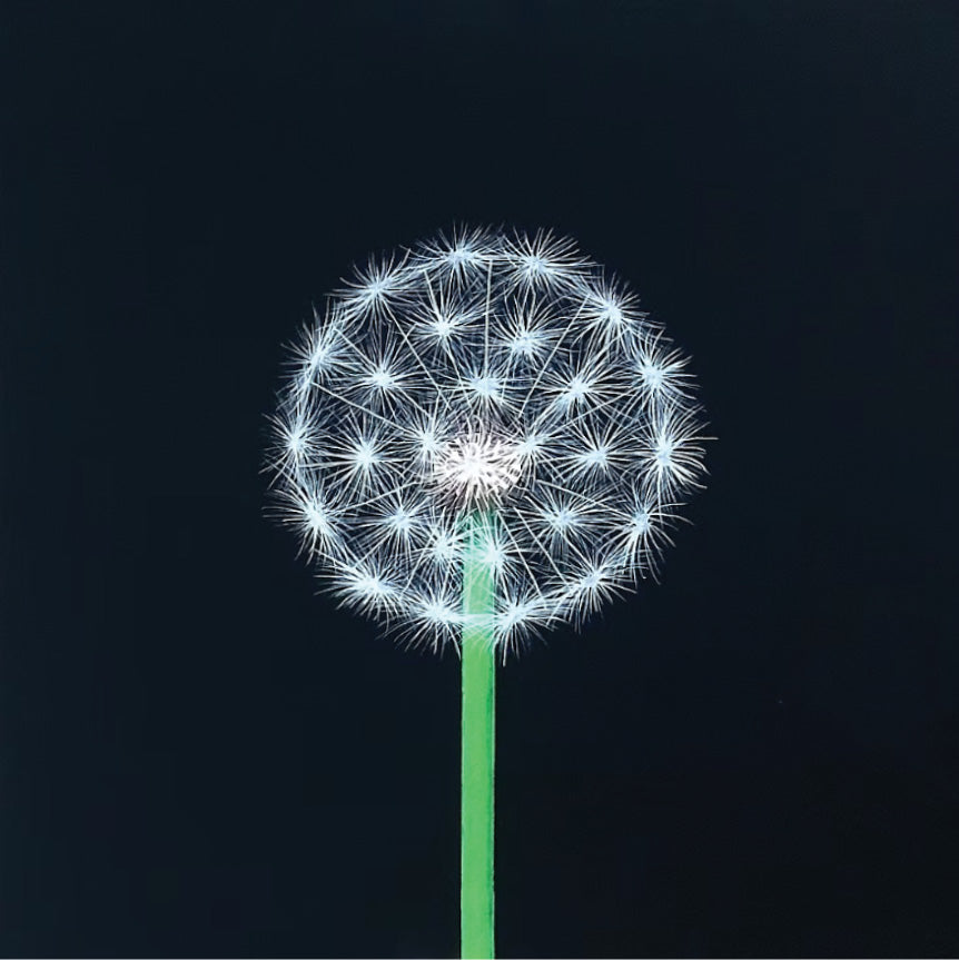 Full Poof on Midnight Black, 12" x 12"